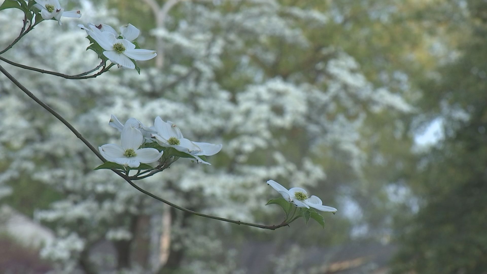 dogwood2.jpg